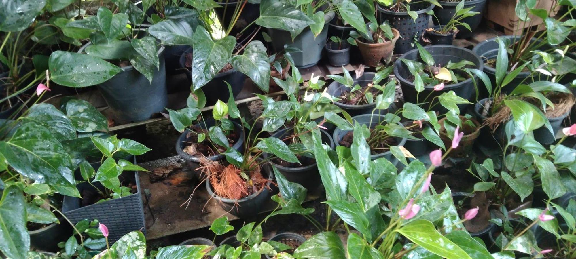 Kanneliya Eco Garden Hotel Koralegama ภายนอก รูปภาพ